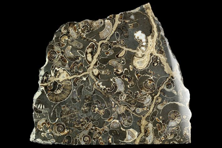 Polished Ammonite (Promicroceras) Fossil - Marston Magna Marble #129299